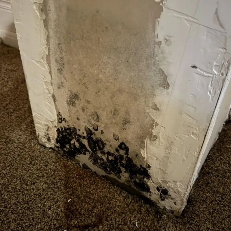 Professional Mold Removal in Hamilton County, TX